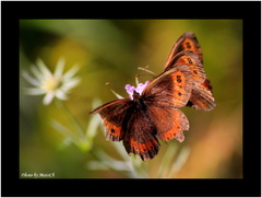 Láska motýľov