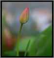 Tulipán