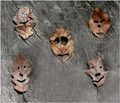 happy tree friends