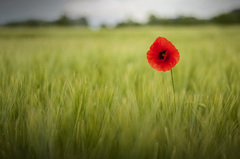 Umenie vidieť daľej ako ostatní