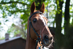 Veľká aprílová cena