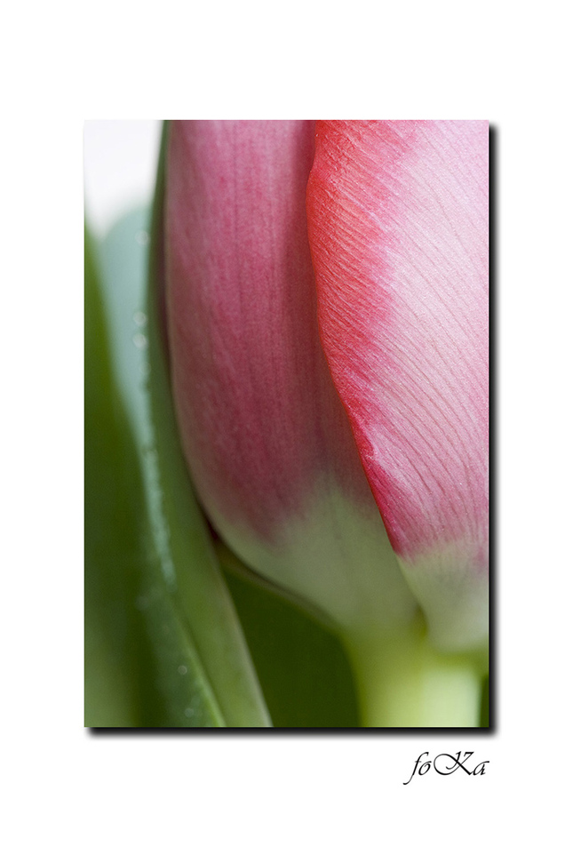 tulip