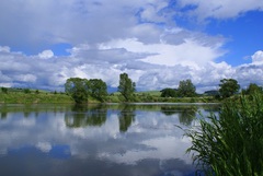 rybniková