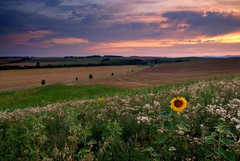 Ospalá kráska