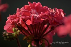 rose geranium
