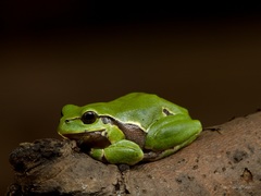 Rosnička zelená / Hyla arborea /