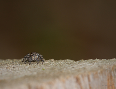 Aelurillus v-insignitus