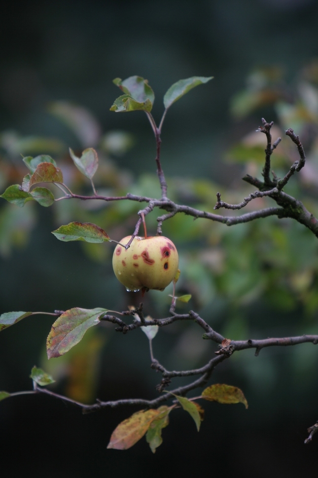 apple autum