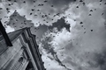The Birds