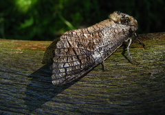 Drevotoč obyčajný (Cossus cossus