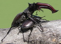 Roháč obyčajný  (Lucanus cervus)