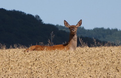 Kráľovna polí