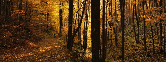 jesenným lesom