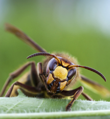 Sršeň obyčajný (Vespa crabro)