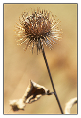 Bokeh...