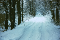 mrazivá
