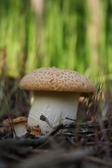 Hríbik