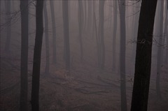Tajomný les