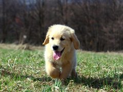 zlaty retriever