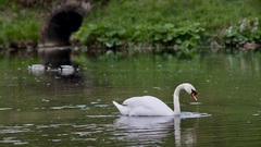 labuť na fieke Poprad
