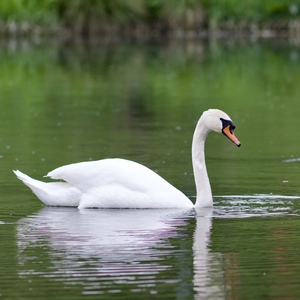 Labuť