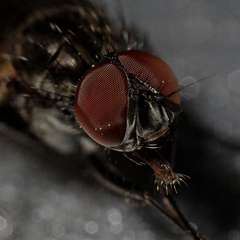 Bzzzzzzz