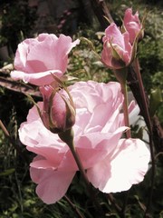 ružový sad 