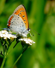 Ohniváčik veľký(Lycaena dispar)