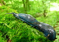 Slizniak karpatský