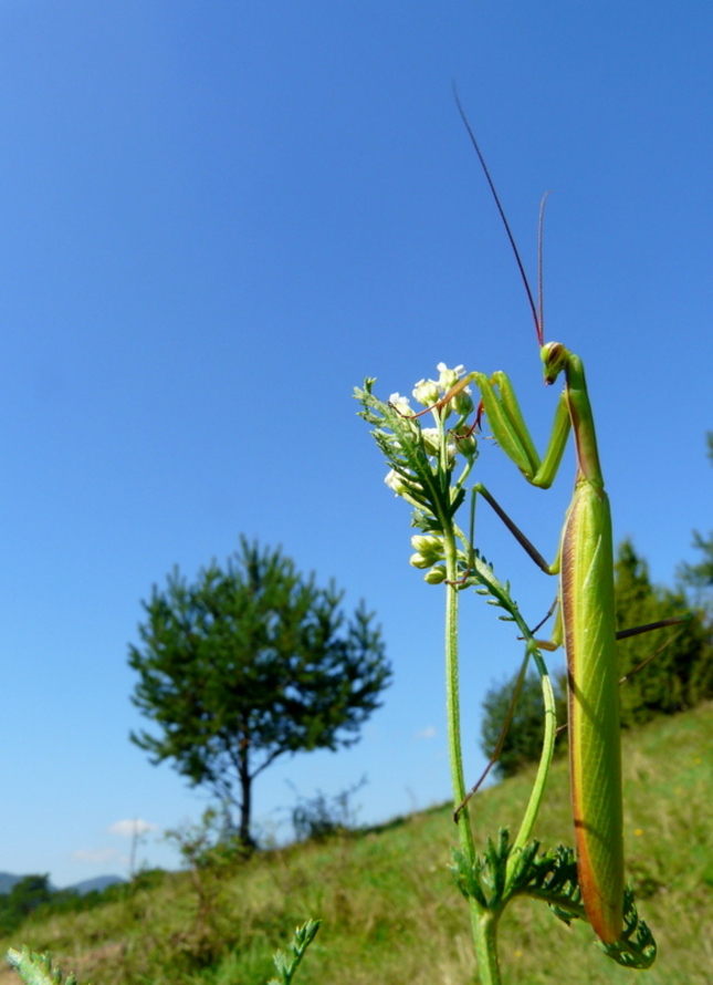 Modlivka zelená(Mantis religiosa