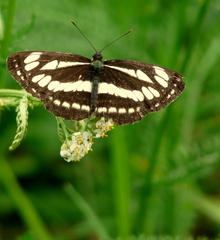 Bielopásovec hrachorový(Neptis s