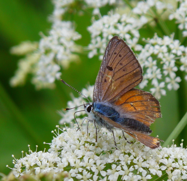 Ohniváčik modrolesklý(Heodes alc