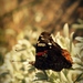 Motýľ II