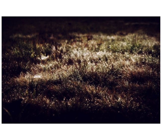 Twilight