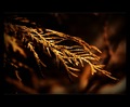 Solaris