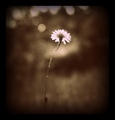 Limelight