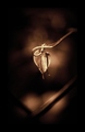 Story of a Young Heart