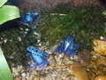 Modrá žaba