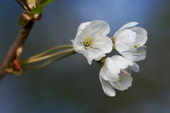 3 čerešňové kvety
