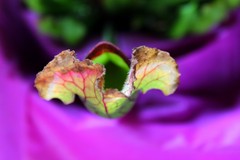 sarracenia