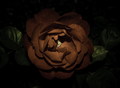smutná ruža
