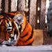 Tiger v zajatí