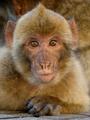 Gibraltarský makak