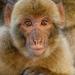 Gibraltarský makak