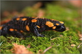 Salamandra.