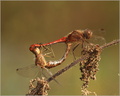 Vážka červená