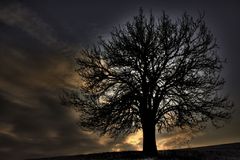 Just a Tree