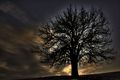 Just a Tree