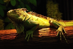 Chameleon