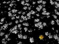 Yellow flowers